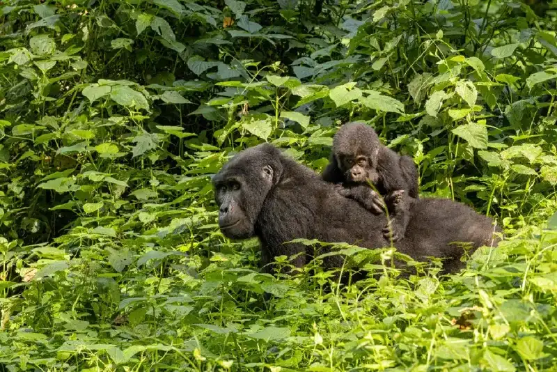 uganda-gorilla-trekking-tour